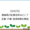【2025】徳島県の紅葉名所はどこ？定番・穴場・見頃時期を解説
