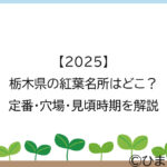 【2025】栃木県の紅葉名所はどこ？定番・穴場・見頃時期を解説