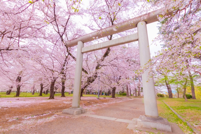 埼玉県護国神社と桜